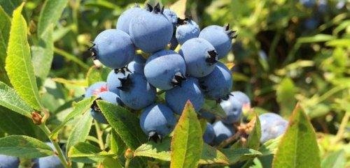 Myrtilles