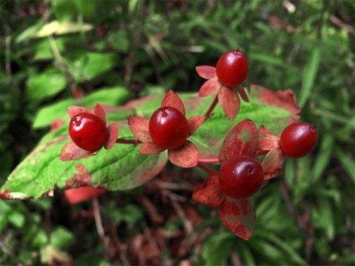 cultiver des myrtilles