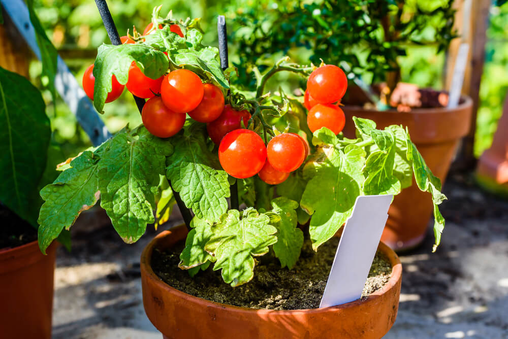 Cómo cultivar tomates sin cesar con solo 4 rebanadas TodoSALUD