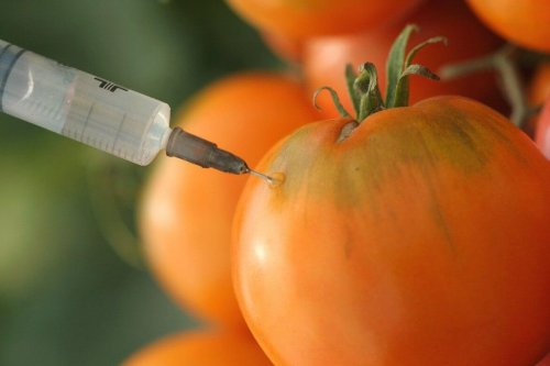 les organismes génétiquement modifiés sont des aliments cancérigènes