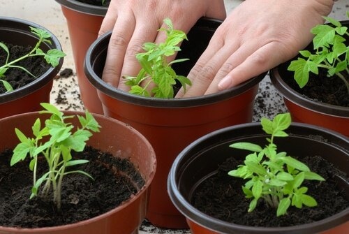 comment planter des tomates ?