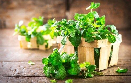 la menthe pour lutter contre l'halitose