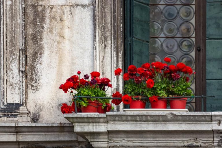 5 types de fleurs pour créer un jardin sur votre balcon