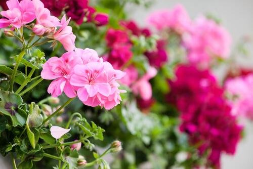 des géraniums sur le balcon