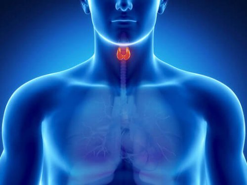 la rhubarbe pour nettoyer la thyroïde