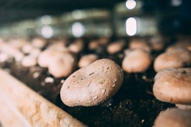 Apprendre à cultiver des champignons de Paris chez soi