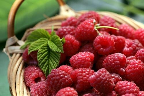 Les aliments sains : les fruits rouges