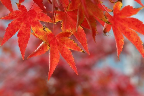 mariage en automne