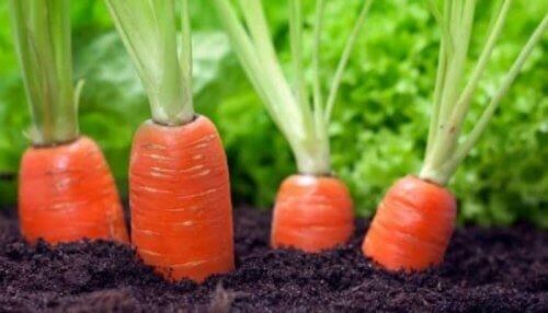 carottes valeur nutritionnelle
