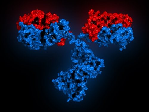 immunoglobulines et système immunitaire