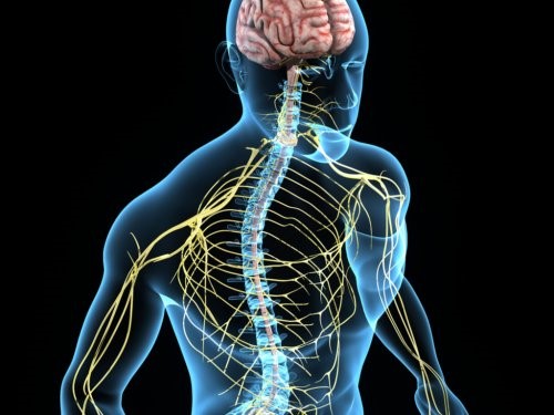 choline et système nerveux