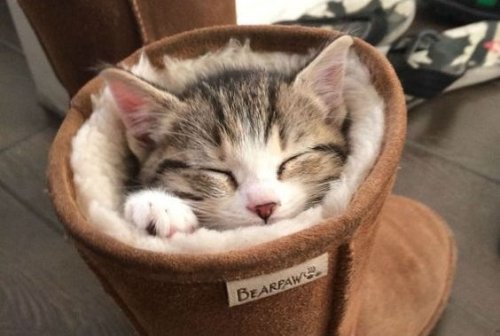 Un chat dans une chaussure