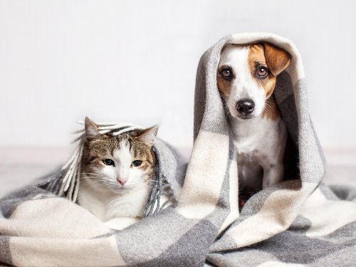 Chat et chien