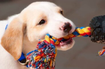 Apprenez à fabriquer des accessoires pour vos animaux de compagnie