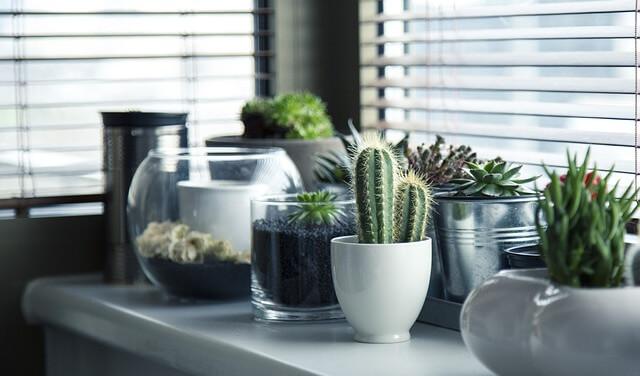 Plantes : 5 idées originales pour décorer son intérieur