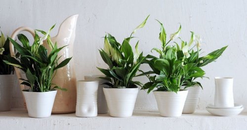 prendre soin des plantes d'intérieur