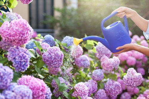 plantes parfumées : le lilas