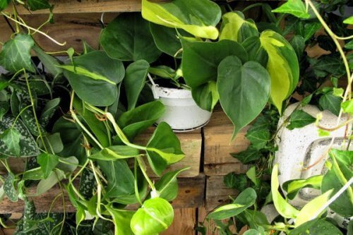 entretien des plantes d'intérieur