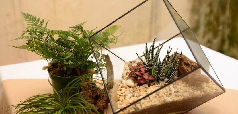 fabriquer des terrariums en verre