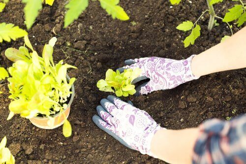 Transplanter une plante dans un jardin