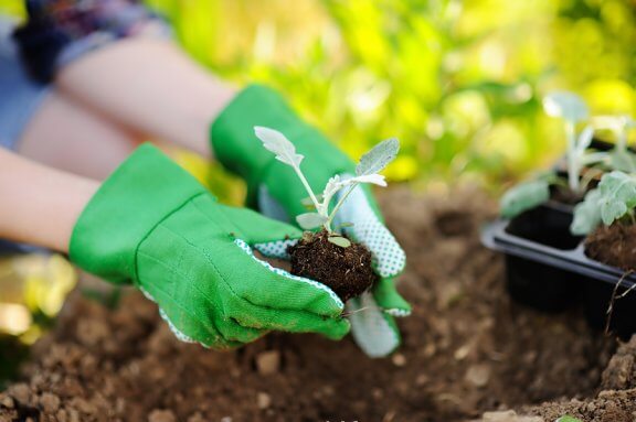 Conseils pour transplanter une plante