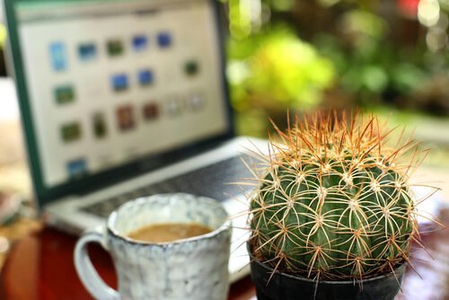 Un cactus et une tasse de café 