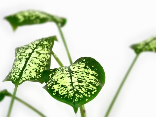 la canne du muet fait partie des plantes dangereuses