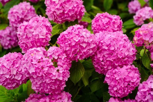 les hortensias sont des plantes dangereuses