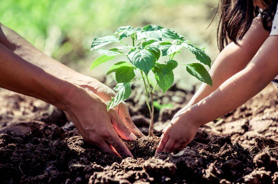 éponges pour le jardin