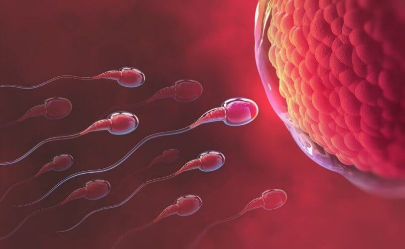 Des spermatozoïdes qui se dirigent vers l'ovule