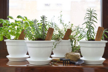 9 plantes d'intérieur pour décorer son intérieur