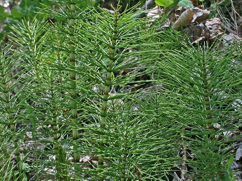 infusions dépuratives à base de prêle des champs
