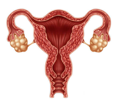 le rôle des hormones dans l'ovulation
