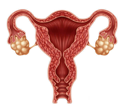 le rôle des hormones dans l'ovulation