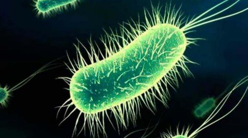 bactérie qui provoque des cystites après les rapports sexuels