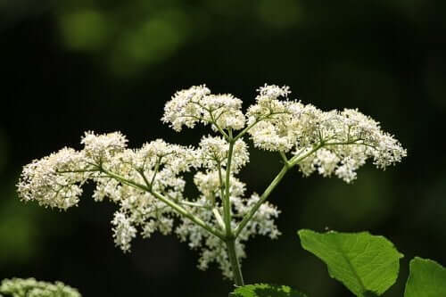 La fleur de sureau a des vertus contre la névralgie