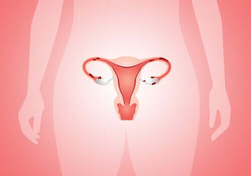 Un schéma de l'utérus