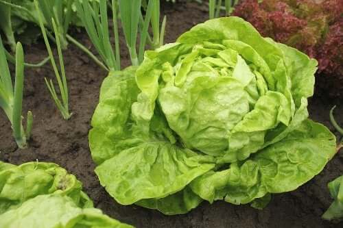 Quelle variété de salade choisir et comment la cultiver ?