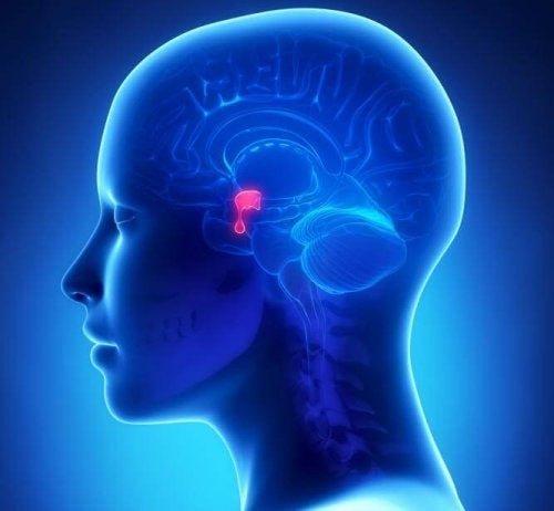 Les ganglions de base et leur lien avec l'athétose