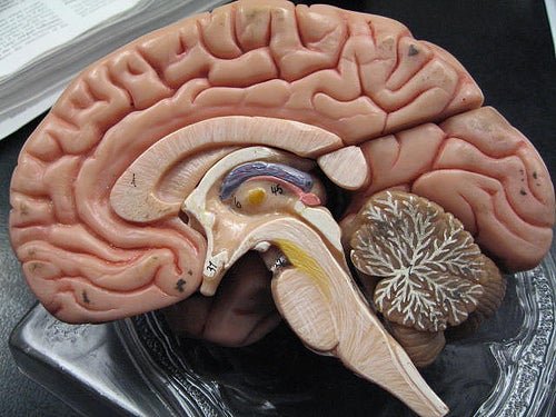 La maquette d'un cerveau