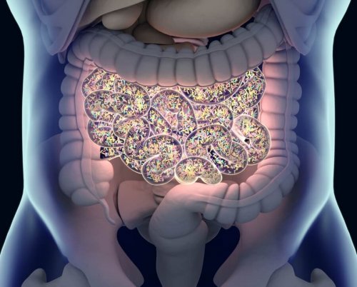 Les édulcorants ont un effet négatif sur le microbiote intestinal
