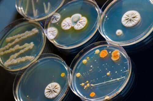 Lutter contre les bactéries grâce aux antimicrobiens