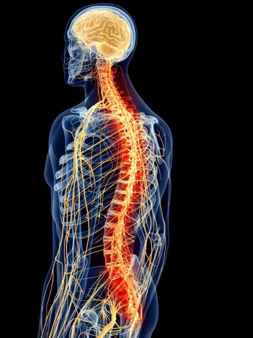Un schéma de la colonne vertébrale et des muscles du dos