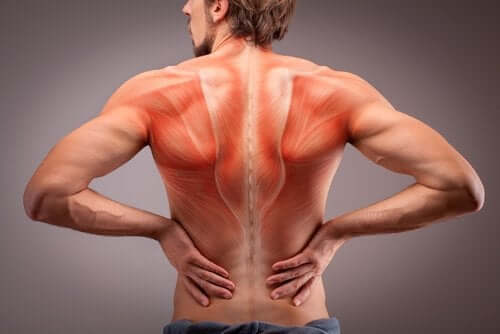 L'anatomie des muscles du dos