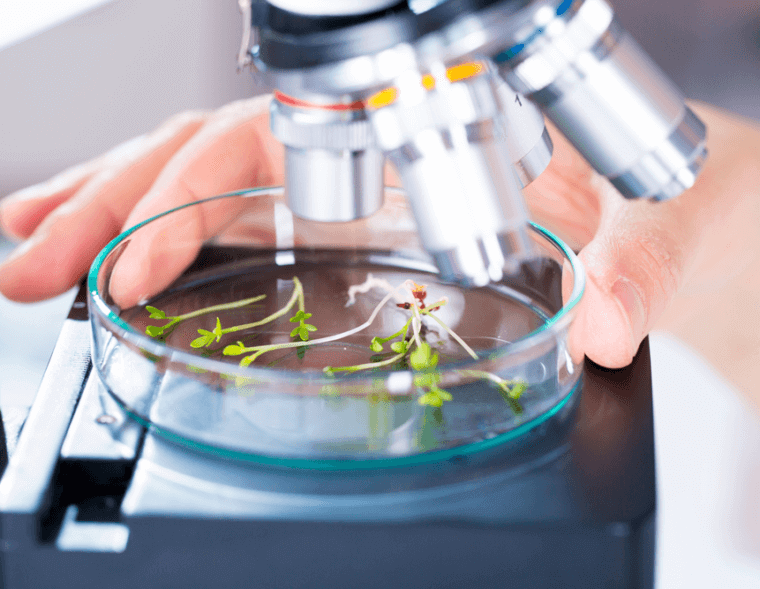 Des plantes sous un microscope