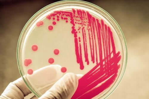 Analyse de bactéries en laboratoire