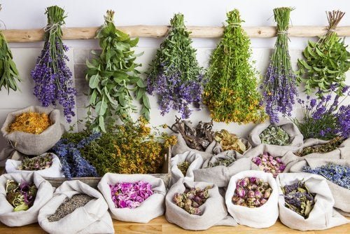 Quels sont les bienfaits de la phytothérapie ?