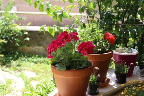 Plantes fleuries d’été : 6 options pour votre jardin