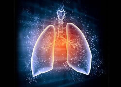 La découpe schématique des poumons
