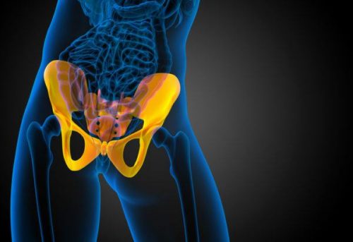 Une illustration du bassin et de l'articulation sacro-iliaque